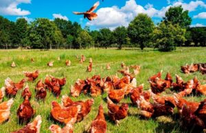 Somos Avícola Maranatha SpA